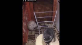 Clumsy raccoon falling down from the chair