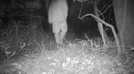 Leopards follow tourist trail