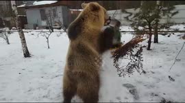 Bear Semyon destroying a snowman