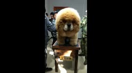 This giant Tibetan mastiff in eastern China looks just like a lion