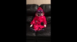 When your Bulldog wants to play in the rain.