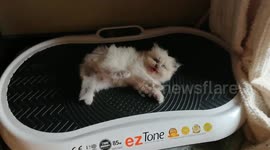 Kitty rides exercise machine