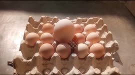 Farmer in India makes stupendous find of five-inch chicken egg!