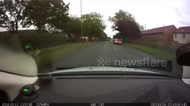 Close shave for runaway dog