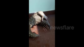 Mother and baby pangolin taste freedom after being rescued from poachers