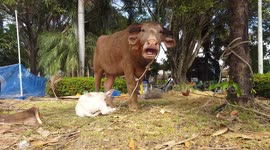 water buffalo and baby.