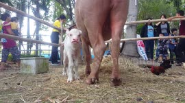 Taking a selfie with baby buffalo.