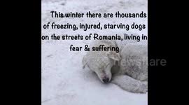 Romanian Rescue Appeal UK, Inspiring video of the work Being done by the RRA