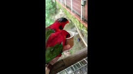 Hungry parrots at Singapore's Jurong Bird Park.
