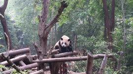 Giant panda hanging out in a tree fort