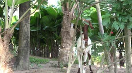 A funny goat wanted to turn over a new leaf, but instead ended up eating it.