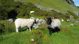 Sheep on the side of a mountain in Ireland.
