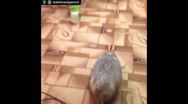 Adorable raccoon accidentally drops a bottle and runs away, pretending it never happened