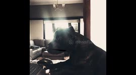 Rockinangel Staffordshire bull terriers.miss ruby roo