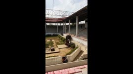 Painfully thin elephant performs circus trick at empty zoo in Thailand