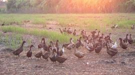Ducks and the duck egg at sunrise.