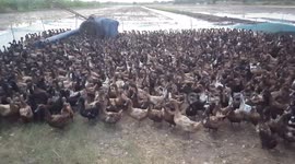 Ducks at the end of day after working in a paddy field.