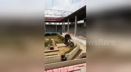 Tragic case of 'thin and weak' elephant performing circus tricks to empty zoo in Thailand