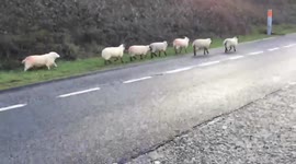 Hilarious video shows flock of sheep being hearded along a dual carriageway