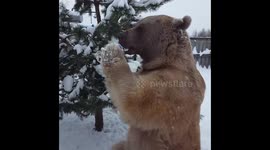 Bear enjoying a jar of sour cream