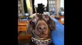 Having my claws clipped