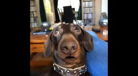 Having my claws clipped