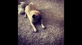 Pug can’t catch laser!