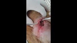 Rescue a dog was attacked by dozens of maggots