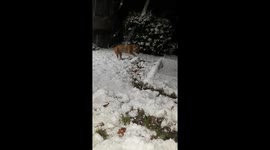 Dog makes a snowball