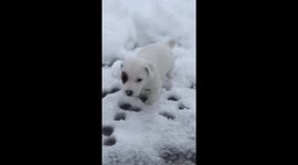 Jack Russell Terrier puppy experiences his first snow