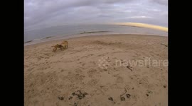 Dogs accidentally run into a hole dug out of the sand on the beach.