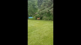 Curious deer