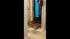 Pet raccoon lets herself out for a walk