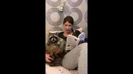 Raccoon more interested in snacks that its owner's book