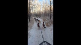 Going on a fun run through the woods, november 28 outside of akiak ak
