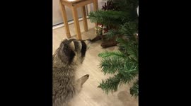 Raccoon can't resist trying to steal Christmas bauble