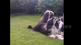 Dog shoves her sibling out of the way so she can go 'down'