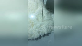 Cook slices tofu down to minute threads with expert knifework