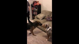 Dog terrified of cat cushion
