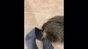temp