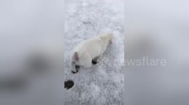 Newsflare Edit - Rocket’s first snow #jackrussell #snow #dogsoftwitter #puppy https://t.co/y0NPjRF2aC