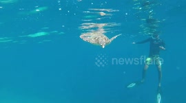 Close encounter with a Sea Turtle