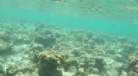 Reef Shark casually swims past snorkellers