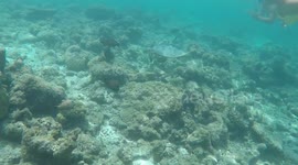 Close encounter with a Sea Turtle in Vilamendhoo House Reef in The Maldives
