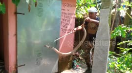 Snake catcher narrowly avoids a bite to the hand from a venomous cobra