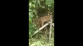WATCH- Leopard effort to get rid of iron fence in which leopard gets stucked in Nilgiri district