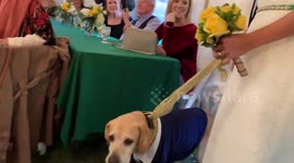 Couple create wedding rings made out of meteorite
