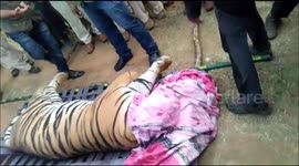 Forest officials make record-setting transport of man-eating tiger in India