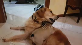 French bulldog puppy vs golden retriever