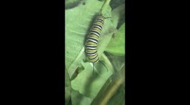A monarch caterpillar save them before they go extinct
